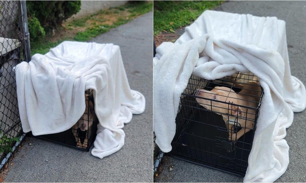 Dog Gets Abandoned By Owner In A Crate Outside A Shelter During Pittsburgh Heat Wave