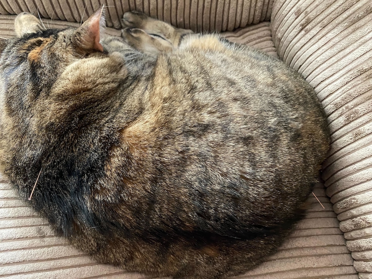 cat receiving acupuncture on the couch