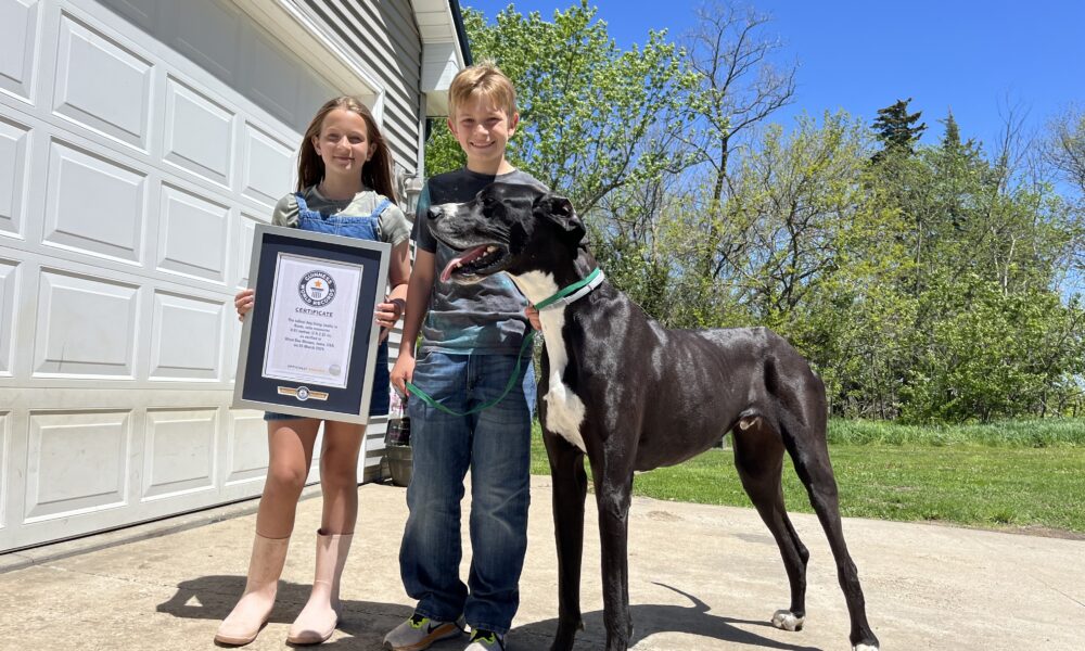 Kevin The Great Dane Named As World's Tallest Living Dog