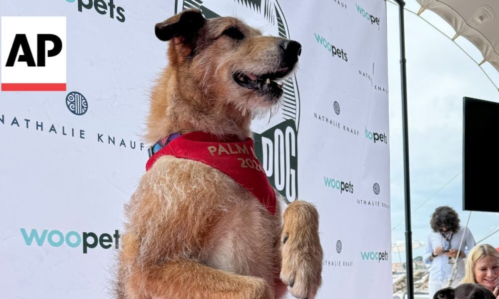 Kodi From The Movie 'Dog On Trial' Wins The Palm Dog Award At The 77th Cannes Film Festival