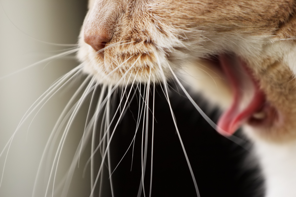 Yawning, choking, coughing Cat close up