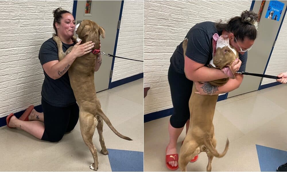 Owner Gets A Heartwarming Reunion With Her Dog Who Went Missing For 2 years