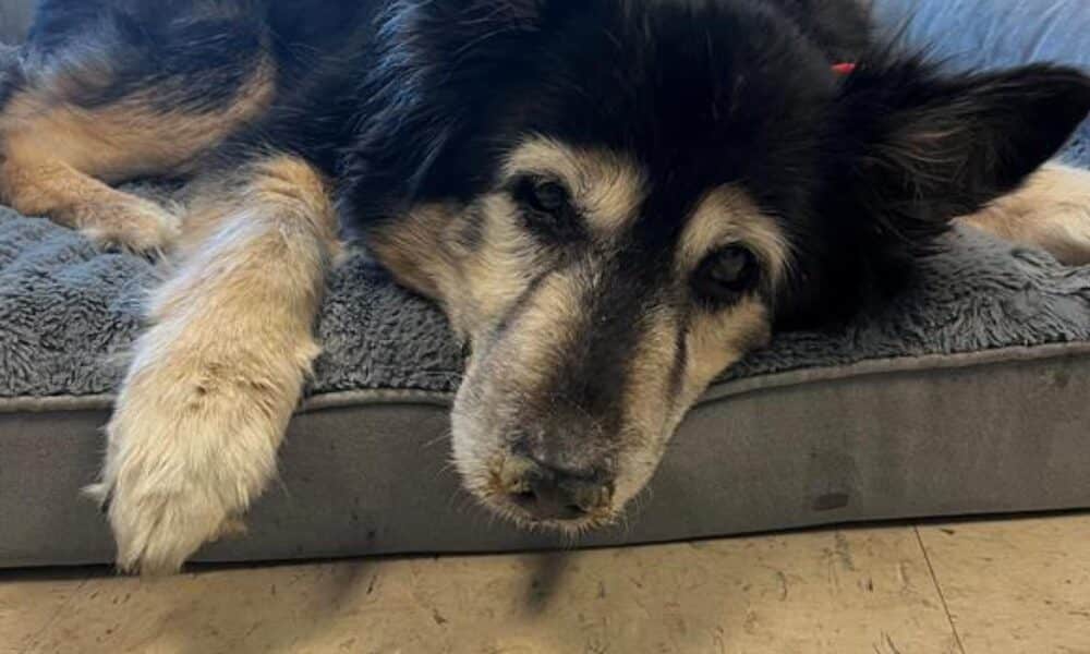 Senior Dog Gets Returned To The Shelter For Being 'Boring'