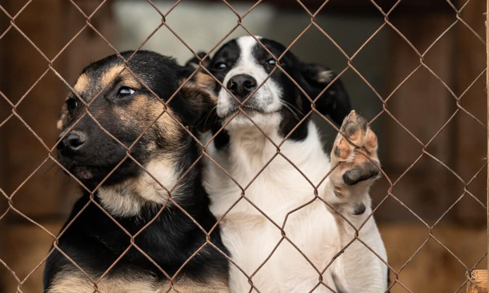 Study Finds Shelter Dogs Do Well And Get Adopted Faster When Paired With A Buddy