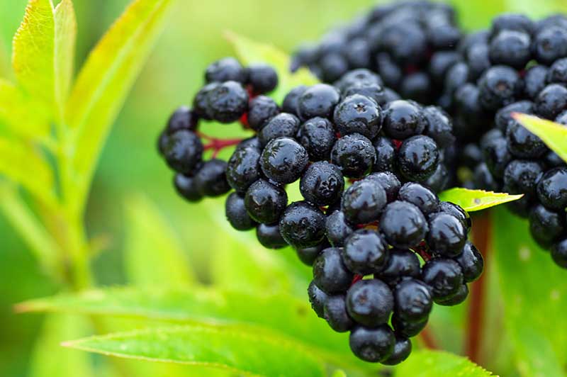 cluster of elderberry fruit