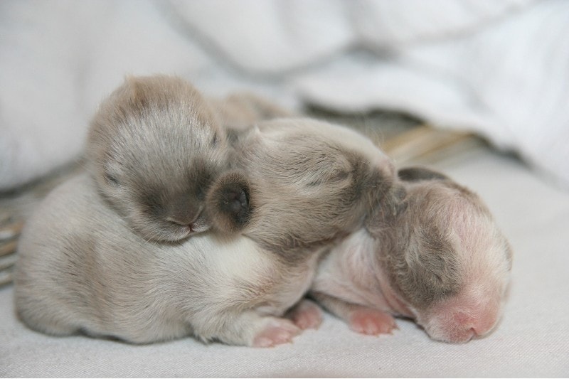 three baby rabbits