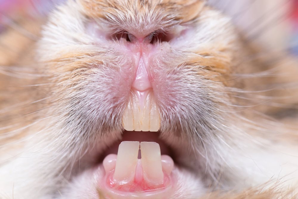 Healthy young rabbit's teeth and nose