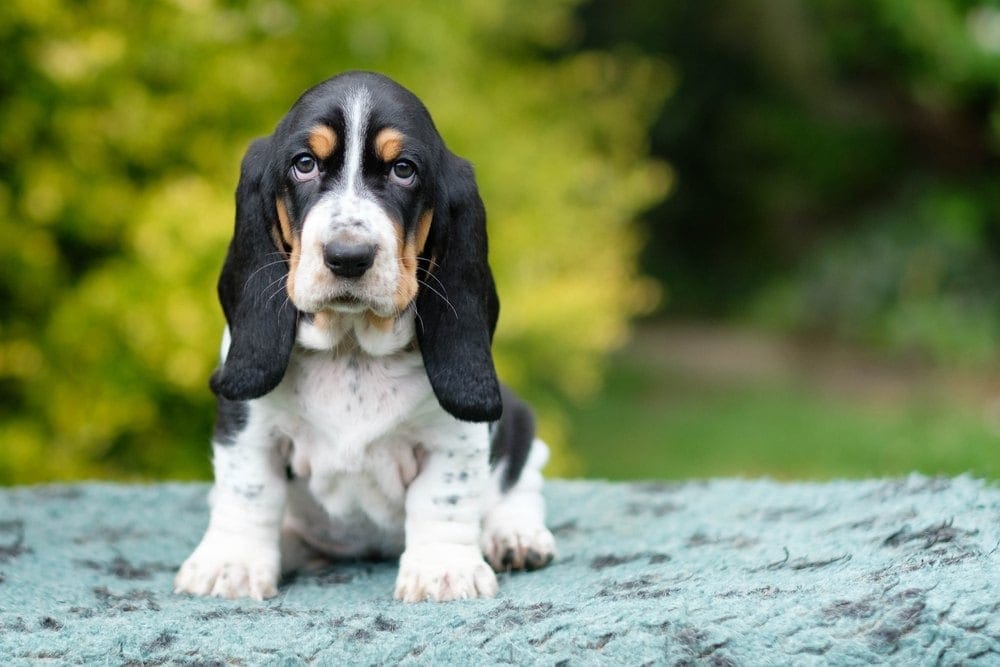 basset hound puppy