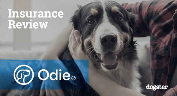 Odie Pet Insurance