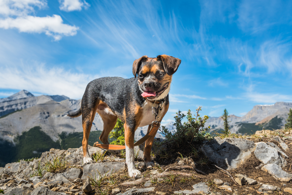 Beagle Boston Terrier mix dog