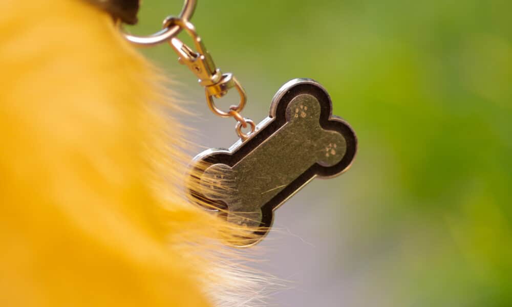 A Pet Lover Creates Dog Collar Tag That Helps Owners Quickly Reunite With Pets