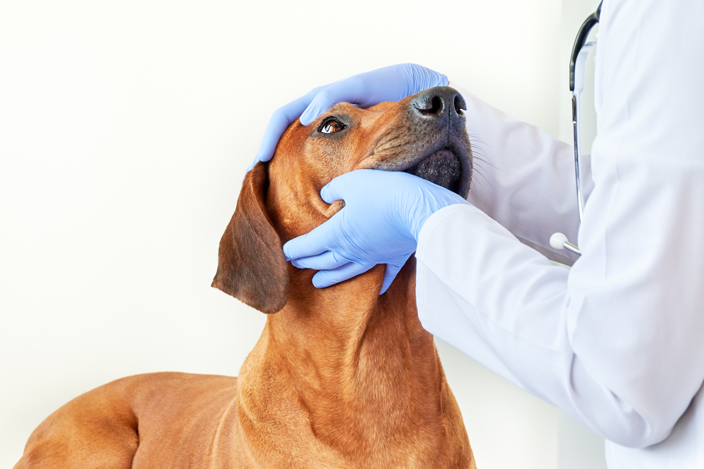 vet examining dog's eyes