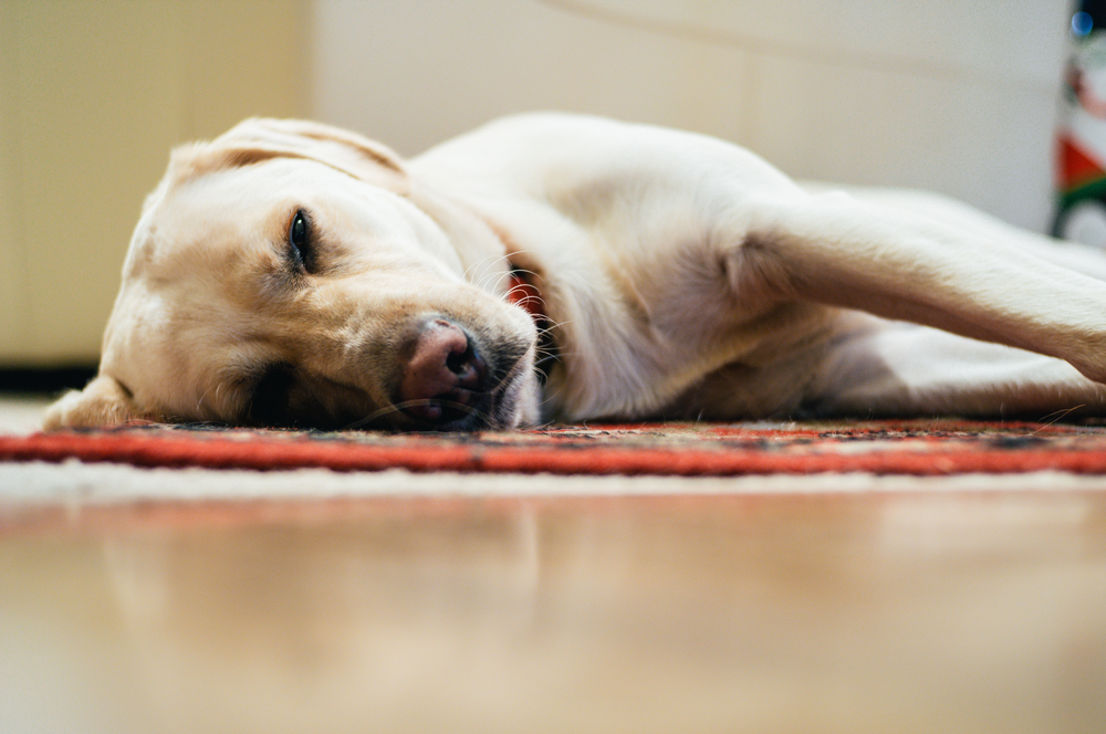 a golden labrador retriever sleeping with partially open eyes
