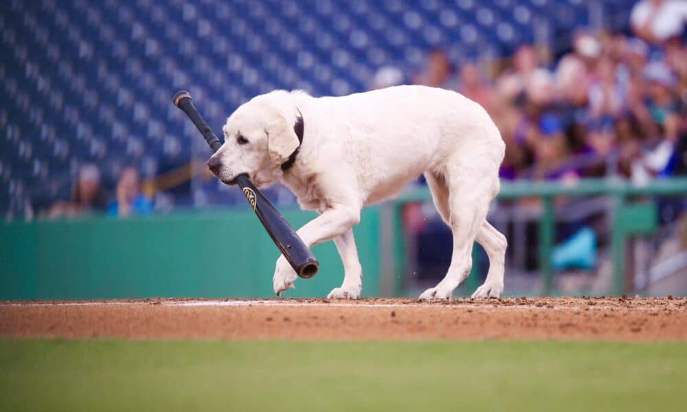 Clearwater Threshers Bat Dog Retires And Receives The Sweetest Farewell