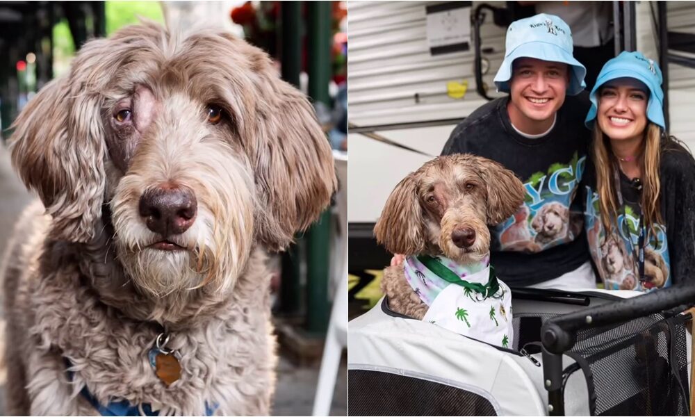 DJ Kygo Invites Namesake Dog with Terminal Cancer To Meet Him Backstage At A Music Festival