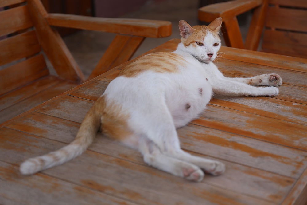 Orange Pregnant cat