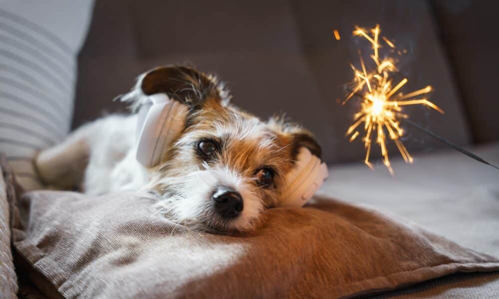 Dog-Friendly Alternatives To Fireworks - The Dogington Post