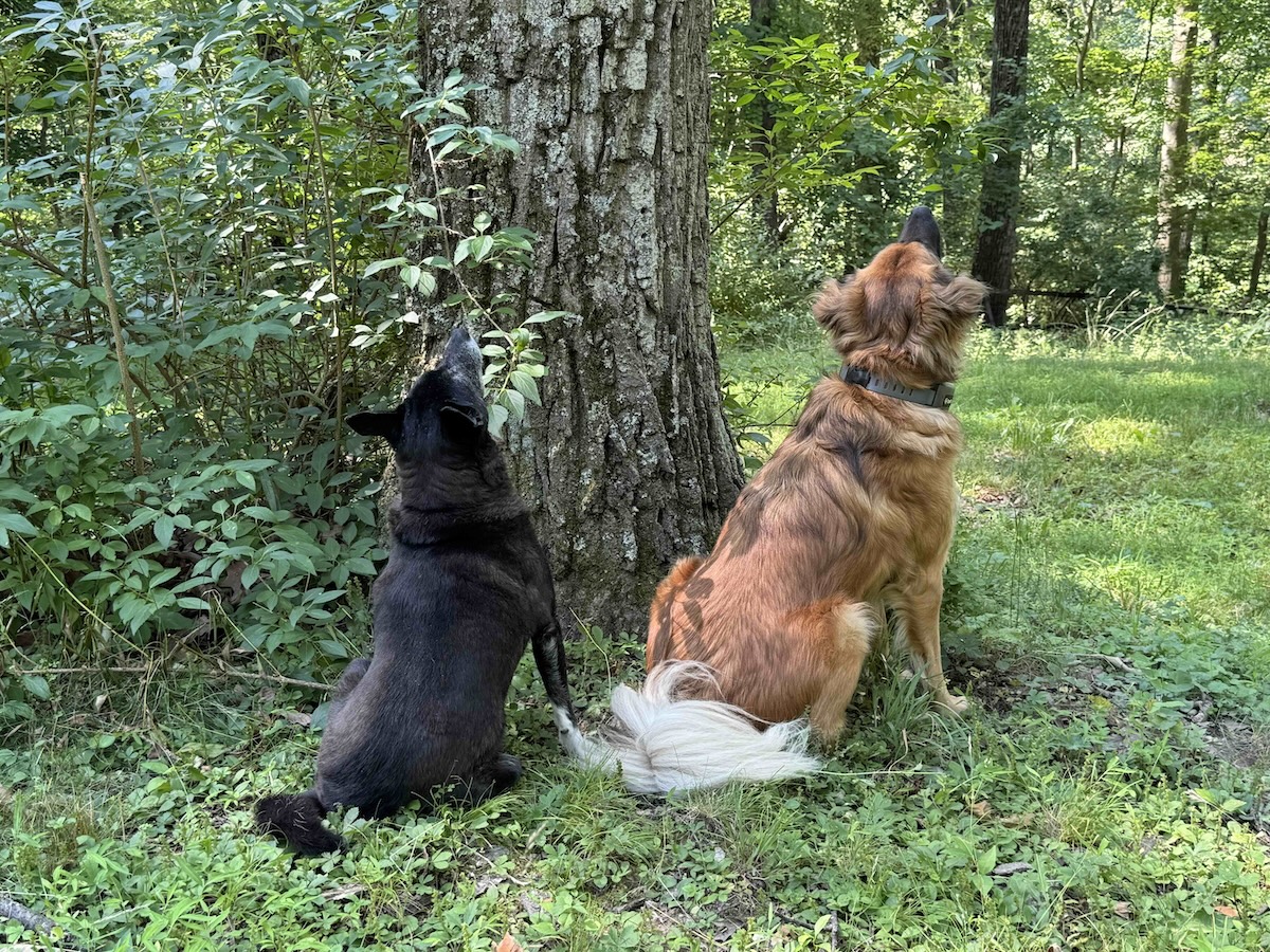 Lorraina and Manic near a tree