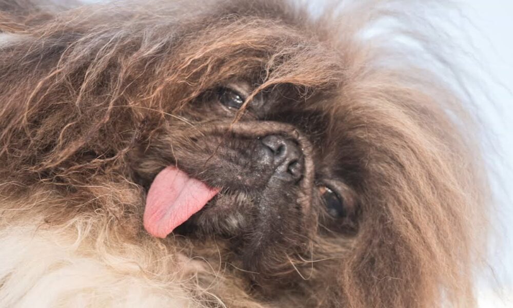 Eight-year-old Pekingese Is Crowned As This Year's World's Ugliest Dog