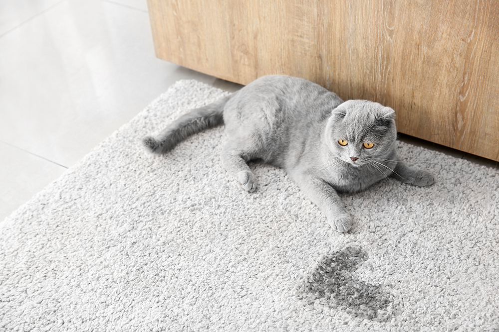 grey cat lying on the carpet beside pee spot