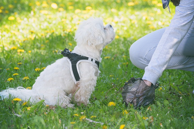 Cleaning up after the dog with plastic bag