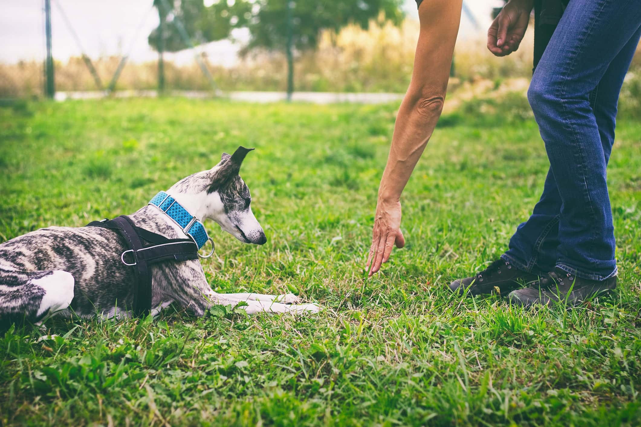 How to Teach a Dog to Lie Down: 7 Effective Steps & Advice