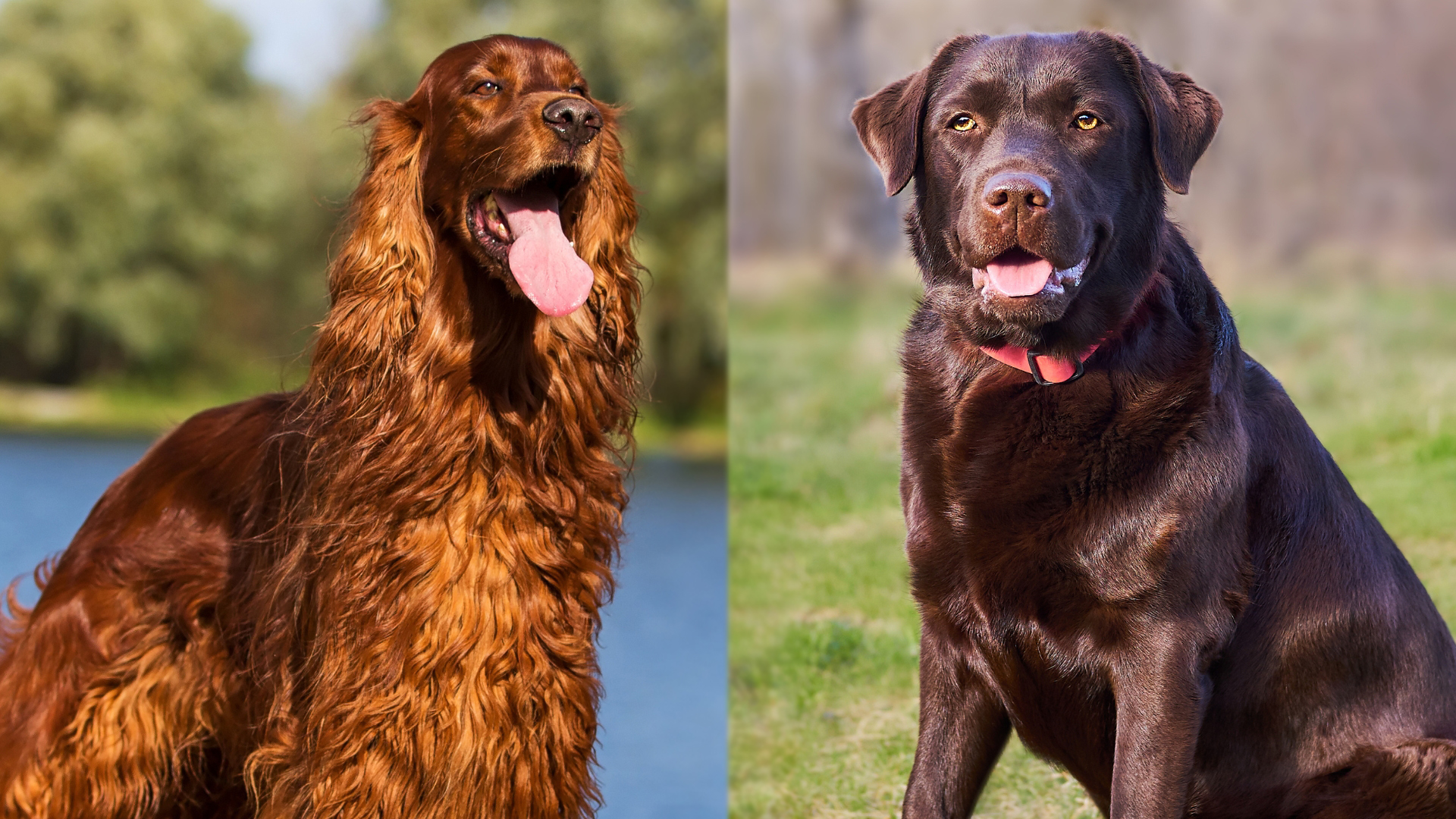 Irish Setter Lab Mix