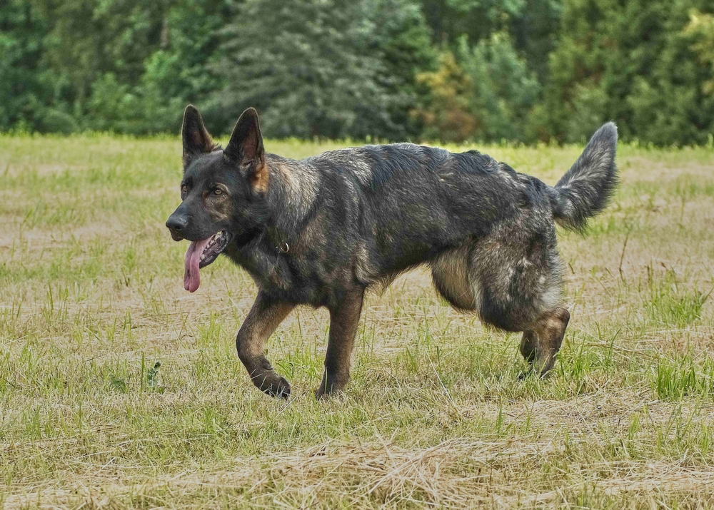 gray-German-Shepherd-dog-in-a-meadow