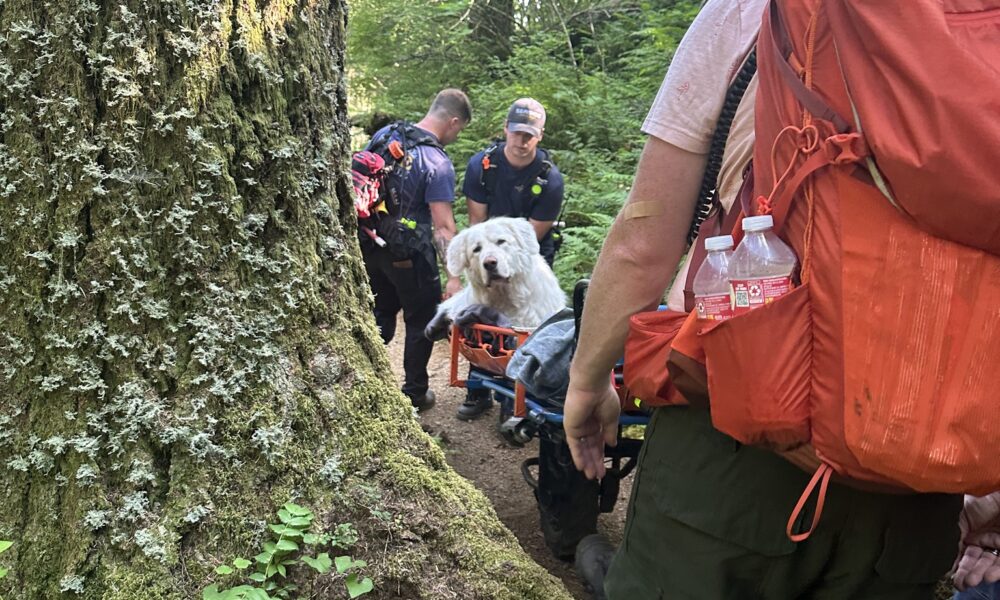 Injured 160-Pound Dog Gets Carried By Rescuers Down Oregon Mountain