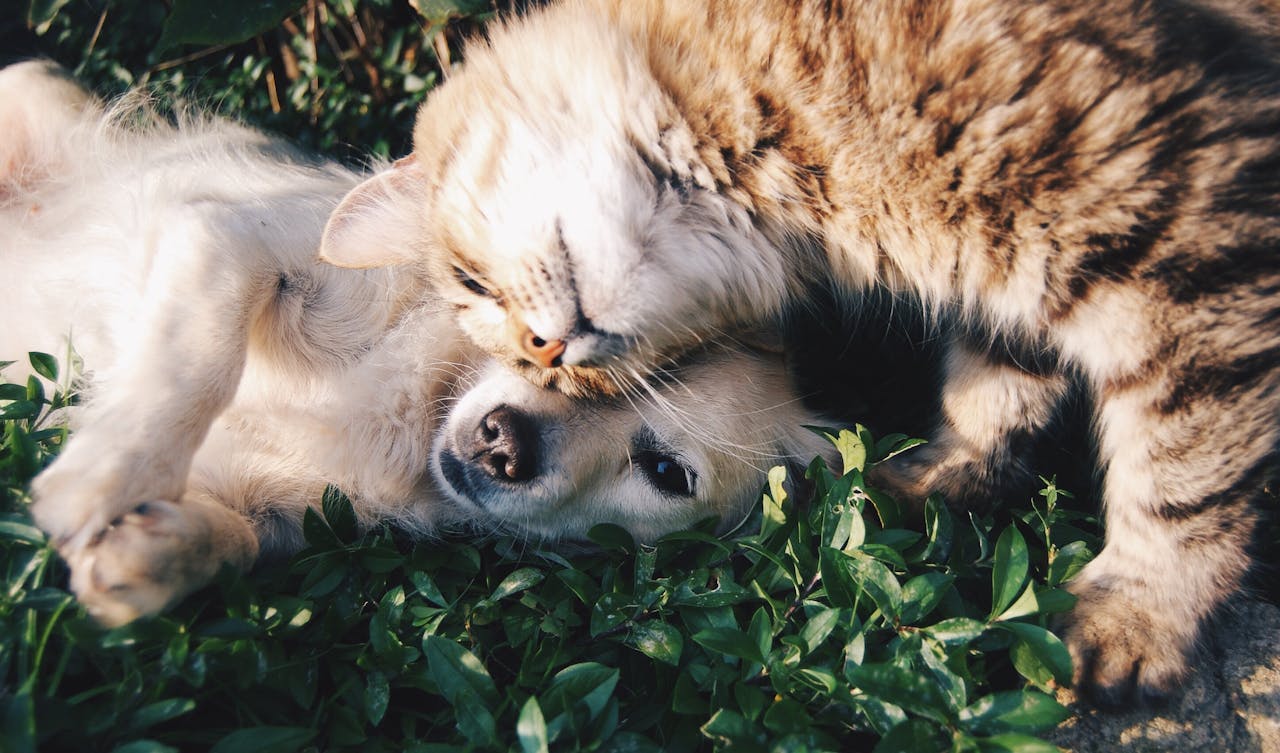 A happy cat and a happy dog