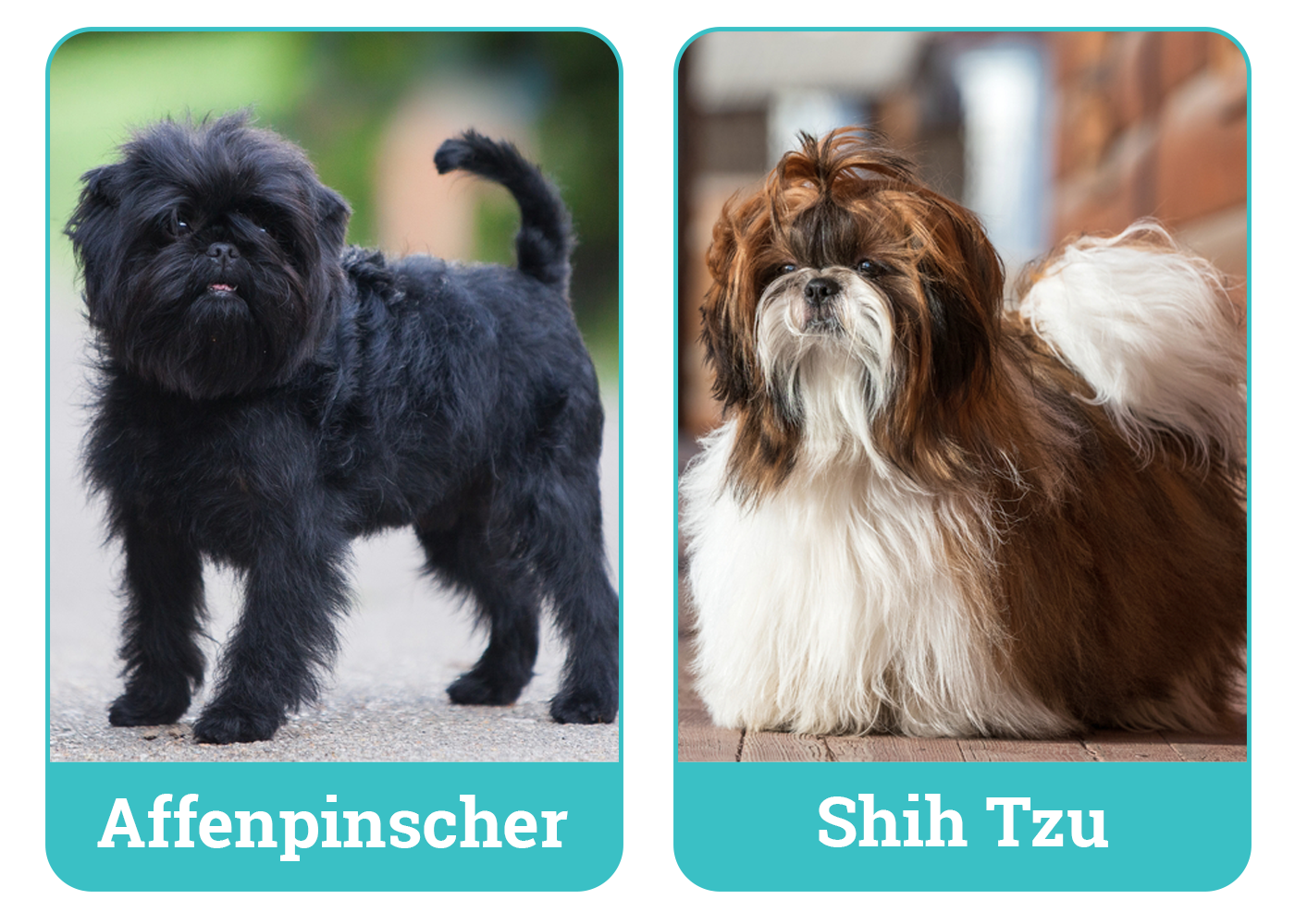 Parent Breed of Affen Tzu