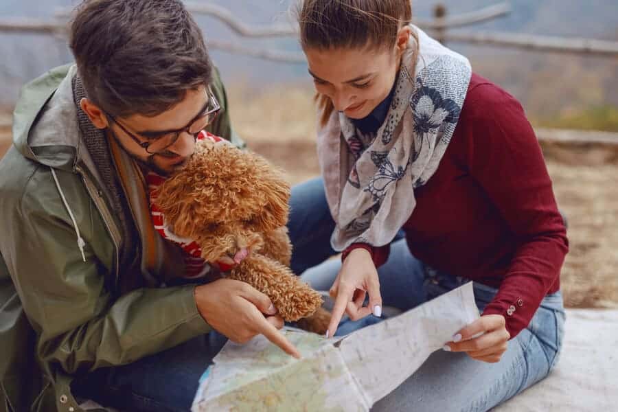 Planning A Road Trip With Pets