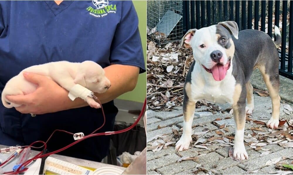 Shelter Dog Hailed A Hero For Donating Blood To Anemic Puppy