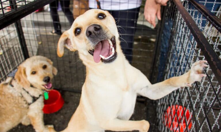 Shelters In Massachusetts Band Together For Free Dog Adoption Event