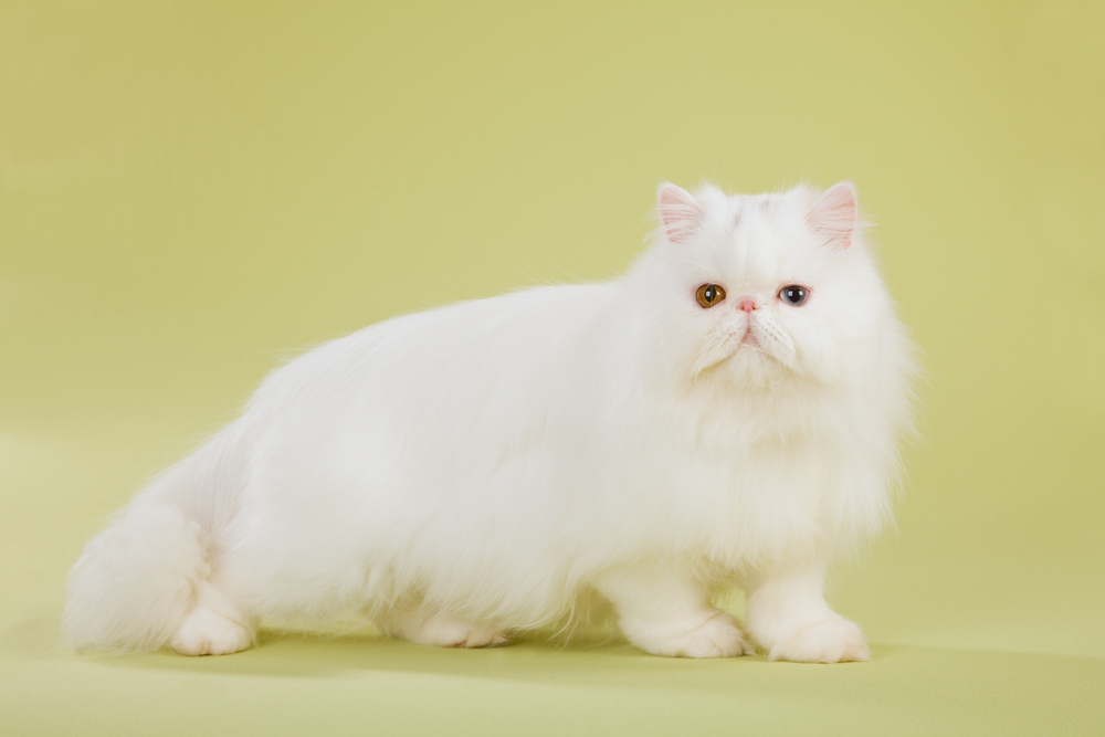 Silver Chinchilla Persian Cat on green background