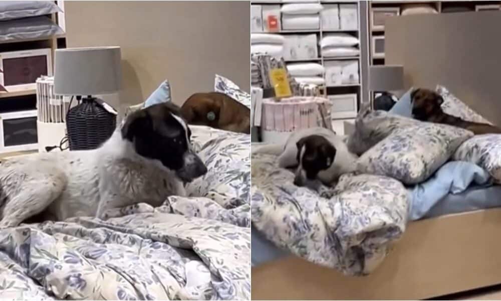 Stray Dogs Found Lying On A Display Bed Inside A Store, Goes Viral