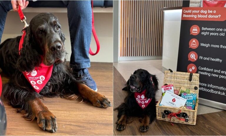 UK Dog Blood Donor Sleeps Through His 40th And Final Blood Donation Session