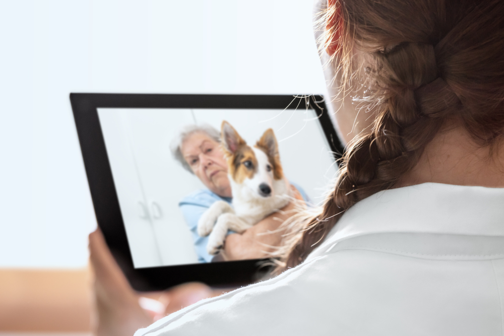 online consultation between veterinarian and dog owner