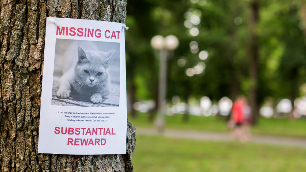 Leaflet with information about the missing cat hanging on a tree in the park