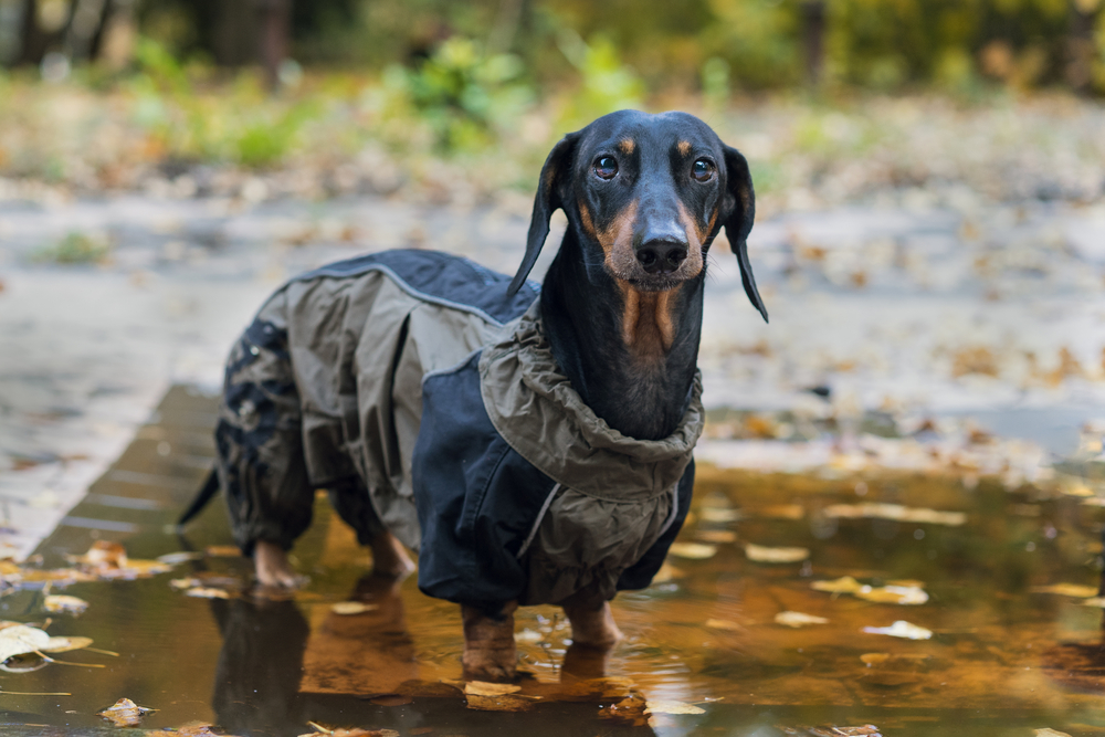 dachshund dog with raincoat standing on a puddle