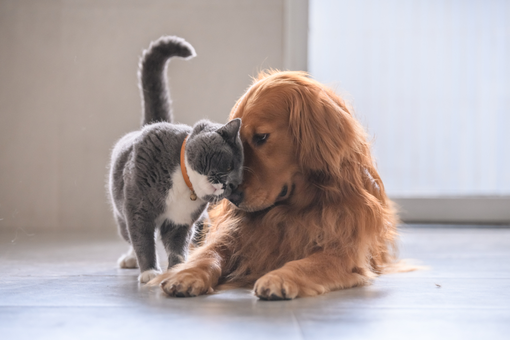 british short hair cat rubbing its head on golden retriever dog as a cuddle