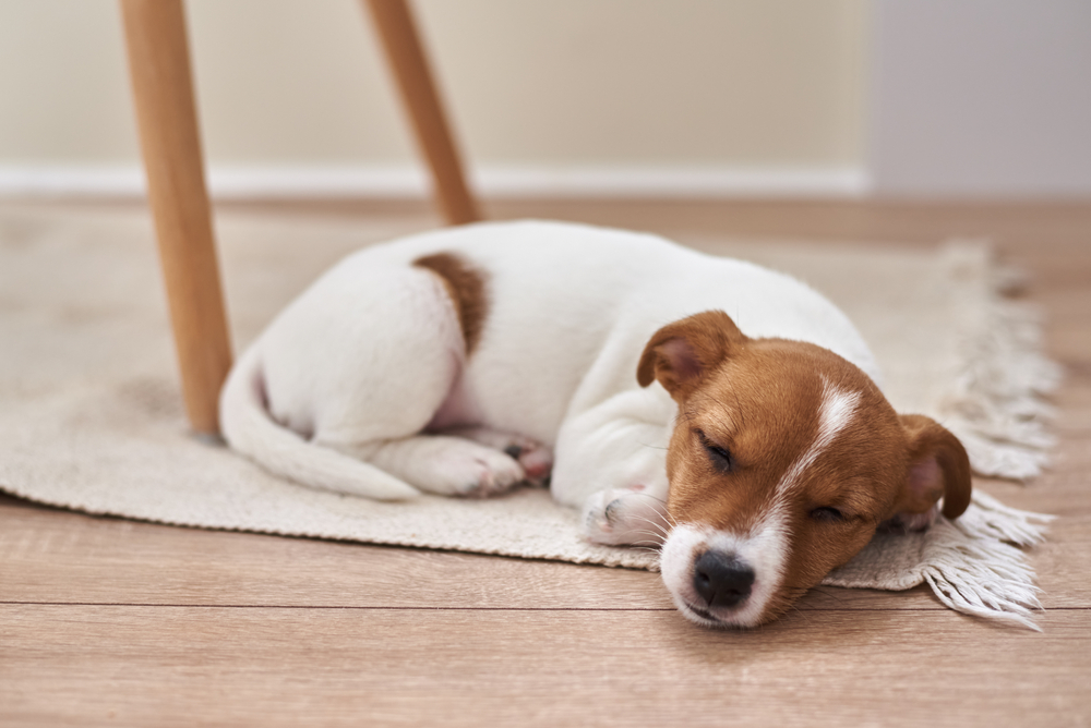 puppy sleeping at home