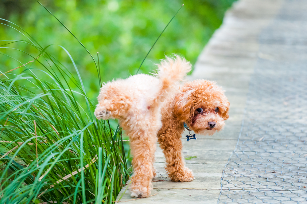 Brown poodle dog peeing over some tall grass in a dog park