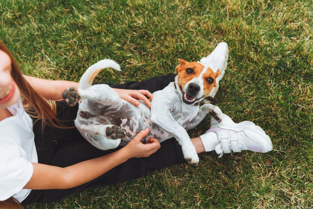 girl scratches the belly of her Jack Russell Terrier dog