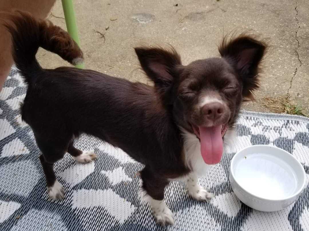 Kids love making funny faces, and so do dogs apparently.