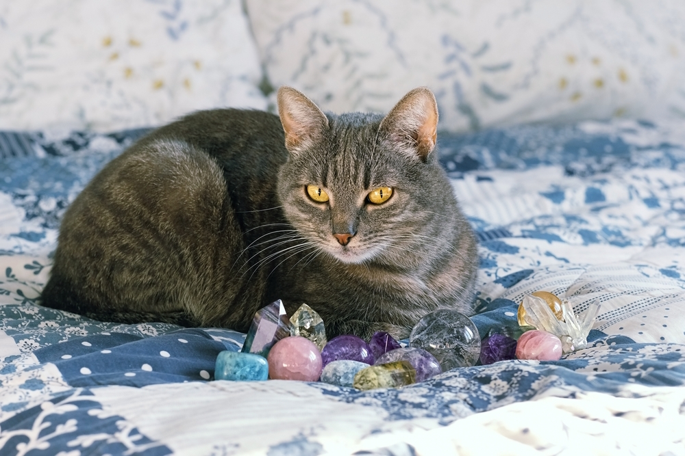 different-gemstones-and-grey-cat-lying-on-bed