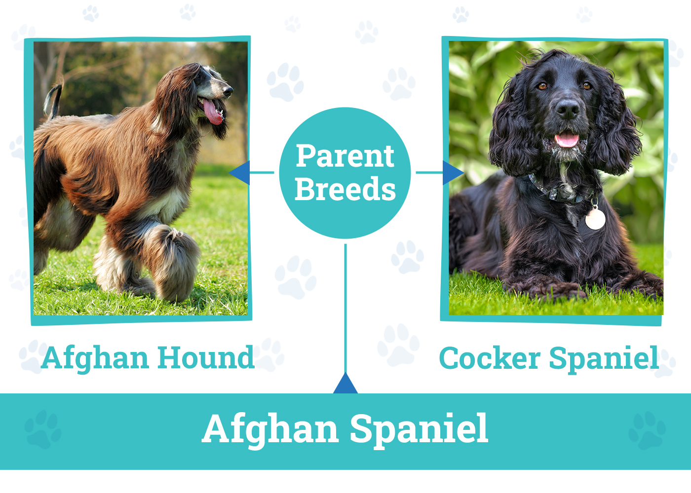 Parent Breeds of Afghan Spaniel