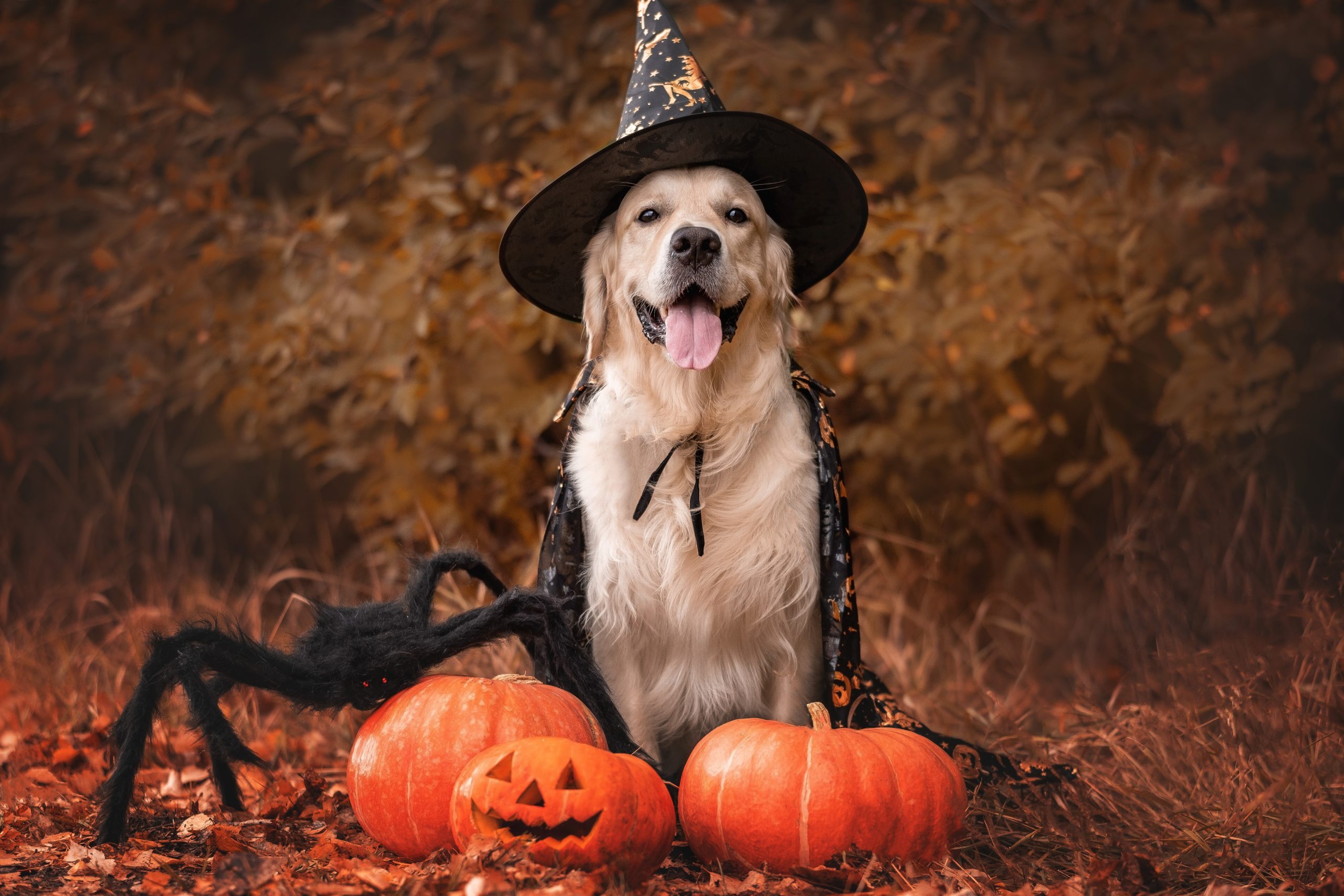 dog wearing witch costume