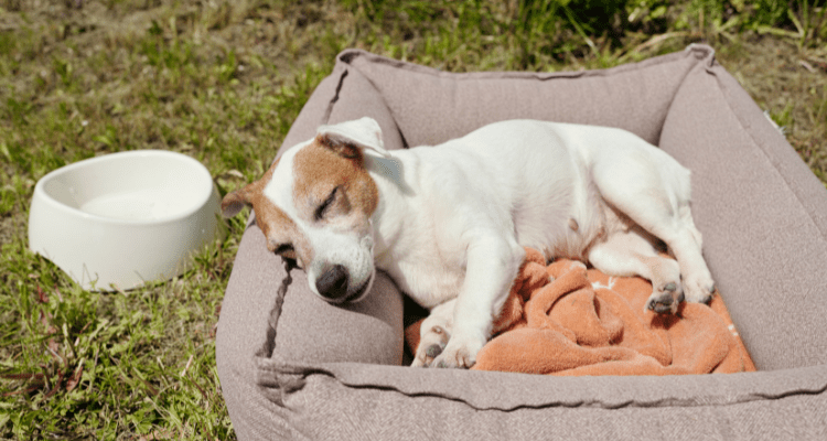 Dog Bed