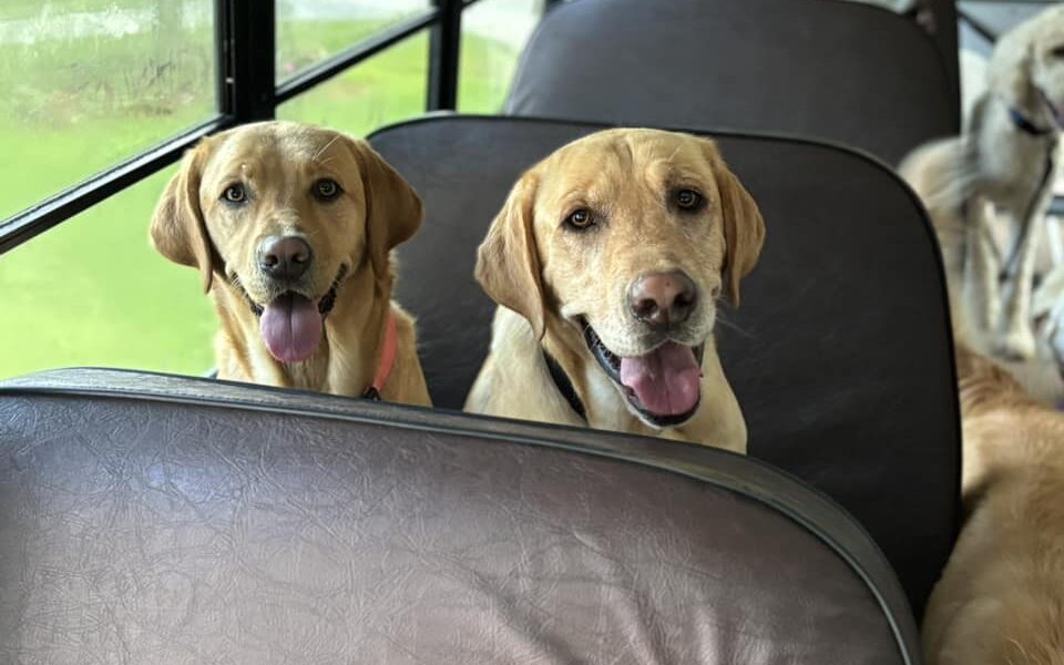 Abandoned Lab Finds Forever Home After Being Discovered Chasing A Pup Bus